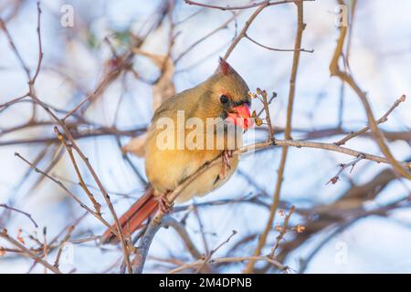 Female norther cardinal (Cardinalis Cardinalis) perched on a branch and feeding on a tree fruit Stock Photo
