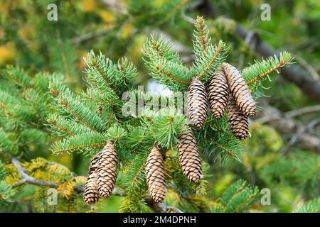 Norway spruce cones (Picea Abies) Stock Photo