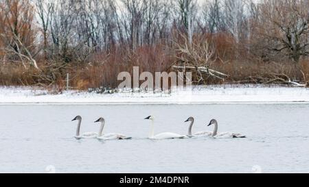 Flock of adult trumpeter swans (Cygnus Buccinator) swimming in a lake Stock Photo