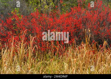 High bush cranberry, cattails, Blind River, Ontario, Canada Stock Photo