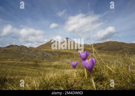 Meadow of wildflowers Purple Autumn Crocus or Crocus nudiflorus in the Pyrenees Mountains, Col du Pourtalet, Nouvelle-Aquitaine France Stock Photo