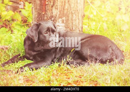 A dog of the Labrador retriever breed lies on the grass. Junior labrador puppy. Stock Photo