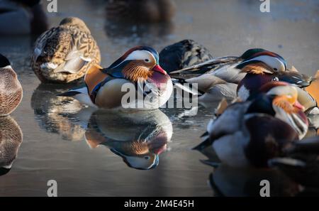 Mandarin Duck, (Mandarinente, Aix galericulata), Male, on a partly frozen lake  standing in a group with other sleeping ducks on ice layer below water Stock Photo