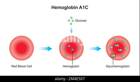 Scientific Designing of Normal Red Blood Cell. Colorful Symbols. Vector ...