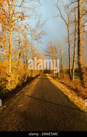 Evening light casting shadows across the multi use Snoqualmie Valley Trail in late Fall Stock Photo