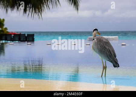 A heron in the pool by the sea in the Maldives Stock Photo