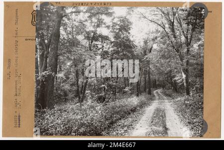 Timber Stand Improvement - General. Photographs Relating to National Forests, Resource Management Practices, Personnel, and Cultural and Economic History Stock Photo