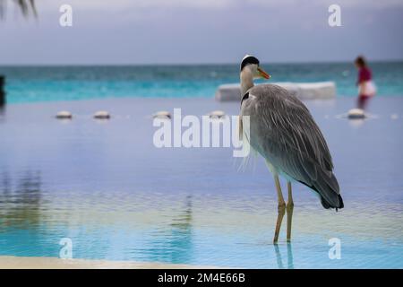A heron in the pool by the sea in the Maldives Stock Photo