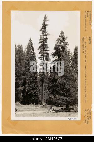 Timber Stand Improvement - General. Photographs Relating to National Forests, Resource Management Practices, Personnel, and Cultural and Economic History Stock Photo