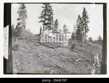 Cut Over Areas: General. Photographs Relating to National Forests ...