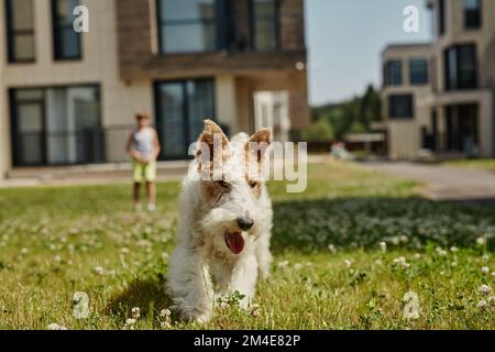 Portrait of fluffy little dog running towards camera on green lawn while playing with little boy in background, copy space Stock Photo