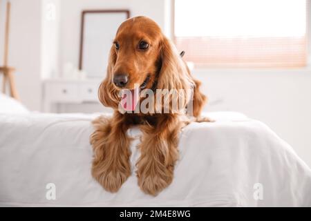 Red cocker spaniel lying on bed at home Stock Photo