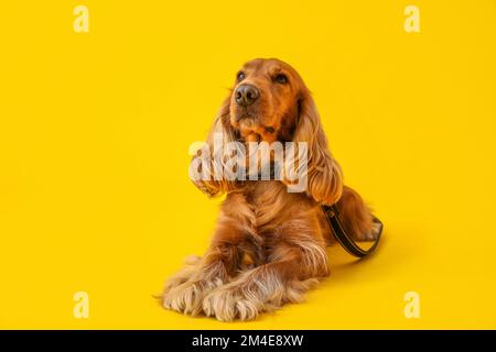 Red cocker spaniel lying on yellow background Stock Photo