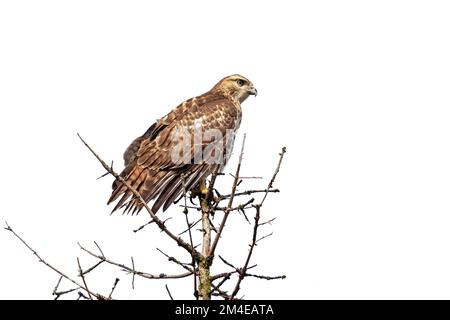 A red-tailed hawk perched on top of a pine tree with a white background Stock Photo