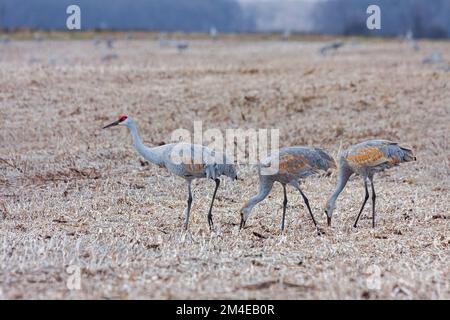 A flock of sandhill cranes eating in a cornfield Stock Photo