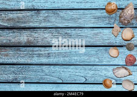 summer banner different seashells on a light blue background Stock Photo