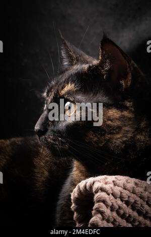 Tortoiseshell cat. Cute tortoiseshell cat sitting on a windowsill near a window. Low key. Close up. Stock Photo