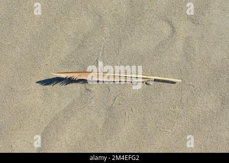 Single pelican feather on a sandy beach; Stinson Beach, part of Bolinas Bay in Marin County, California coastline; Bay Area beach, bird plume. Stock Photo
