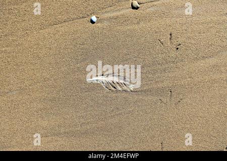 Single seagull feather on a sandy beach; Stinson Beach, part of Bolinas Bay in Marin County, California coastline; Bay Area beach, white bird plume. Stock Photo