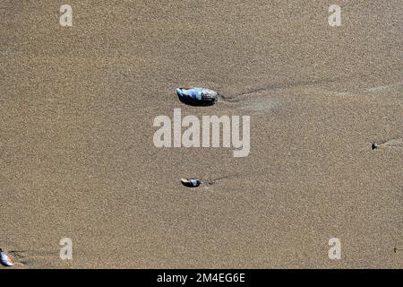 California mussel (Mytilus californianus); large edible bivalve mollusk in the family Mytilidae at Stinson Beach in Marin County, California. Stock Photo