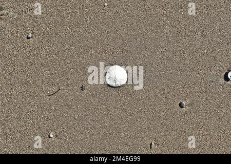 Common sand dollar, Dendraster excentricus, found in the sea and beaches of northern California; Stinson Beach, Bolinas Bay, Marin County, California. Stock Photo