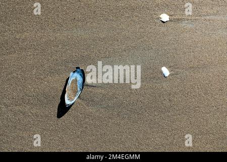 California mussel (Mytilus californianus); large edible bivalve mollusk in the family Mytilidae at Stinson Beach in Marin County, California. Stock Photo