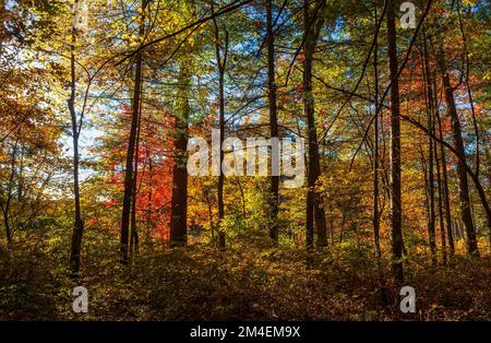 Mixed forest with trees in peak fall colors, in shades of brilliant yellow, orange and red. Maple, beech and pine trees. Broadmoor Wildlife Sanctuary. Stock Photo