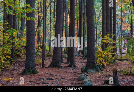 Trail through a stand of eastern white pine trees (Pinus strobus). Mixed forest in peak fall foliage, at sunset. Yellow trail marker on a trunk. Stock Photo