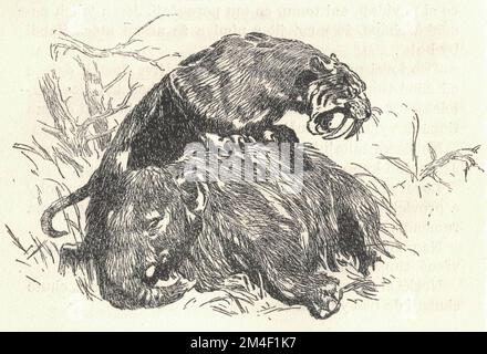 A saber-toothed cat killed a baby mammoth. Depiction of a prehistoric animal. Old black and white illustration. Vintage drawing. Illustration by Zdenek Burian. Zdenek Michael Frantisek Burian (11 February 1905 in Koprivnice, Moravia, Austria-Hungary 1 July 1981 in Prague, Czechoslovakia) was a Czech painter, book illustrator and palaeoartist whose work played a central role in the development of palaeontological reconstruction. Originally recognised only in his native Czechoslovakia, Burian's fame later spread to an international audience during a remarkable career spanning six decades (1930s Stock Photo