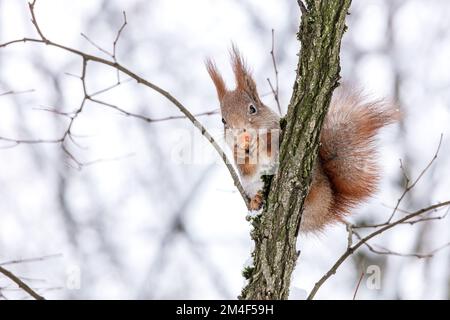 small red squirrel with nut sits on tree in the winter Stock Photo