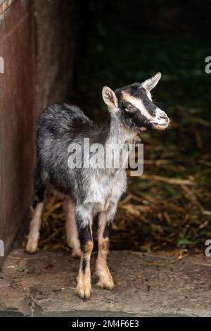 Black and white baby goat goatling Stock Photo