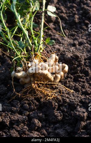 Fresh peanuts plants with roots Stock Photo