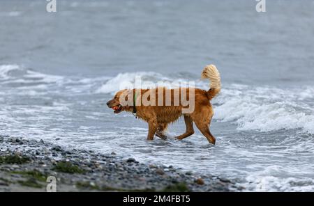Wet dog playing in the sea with a ball, golden retriever on the beach, pets in nature. A dog playing in the water on the beach. Dog is fetching ball i Stock Photo