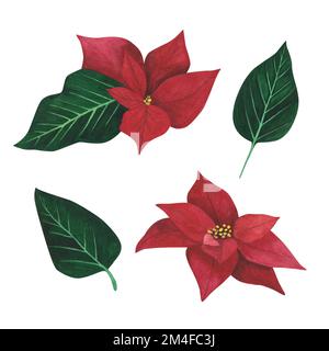 Set Poinsettia Christmas flower isolated on white background. Watercolor botanical hand drawn Xmas illustration. Art for design decoration, greeting c Stock Photo