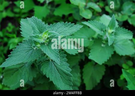 Green plant background. Medicinal herbs for tea, lemon balm. Melissa officinalis. Stock Photo