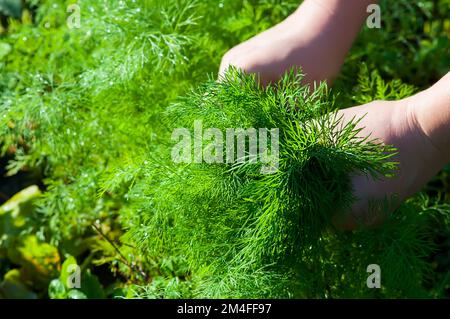 Female hands harvest dill, green beds for salad in the backlight Stock Photo