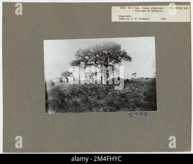 Tree Identification - Algarroba. Photographs Relating to National Forests, Resource Management Practices, Personnel, and Cultural and Economic History Stock Photo