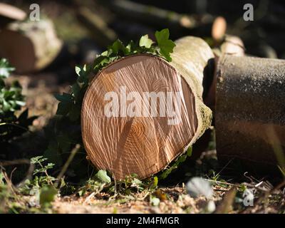 Arnos Vale Cemetery, Bristol Stock Photo