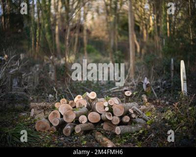 Arnos Vale Cemetery, Bristol Stock Photo