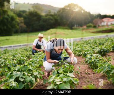 Making sure their fields are well kept. an attractive young woman working on the family farm with her husband in the background. Stock Photo