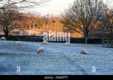 A beautiful crisp winters morning landscape of frosted grass, grazing sheet and blue sky in the horizon, weather, ice, cold snap, snow, freezing Stock Photo