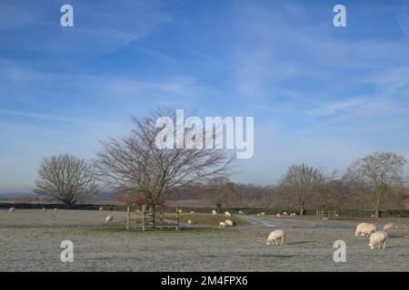 A beautiful crisp winters morning landscape of frosted grass, grazing sheet and blue sky in the horizon Stock Photo