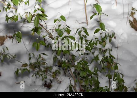 photo green leaves of a bush in the snow in winter in the woods Stock Photo