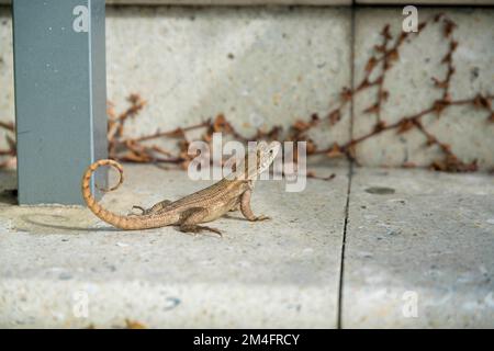 Curly tailed lizard on a concrete pavement close-up view- Miami, Florida. Selective focus shot of a lizard near the gray pillar on the left against th Stock Photo