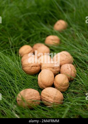 Full-sized ripe inshell walnuts in autumn, selective focus. Healthy nuts full of polyunsaturated fats, antioxidants and nutrients Stock Photo
