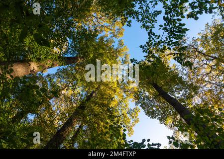 Forest view in wide angle shot. Tall trees at sunset. Carbon neutrality concept photo. Earth Day background photo. Stock Photo