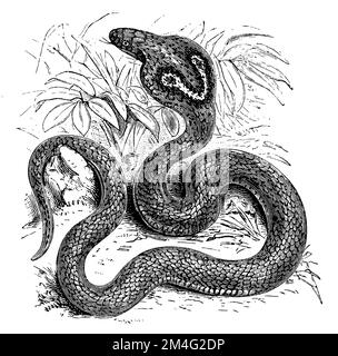 Indian cobra, Naja naja,  (encyclopedia, 1892), Brillenschlange, Cobra indien Stock Photo