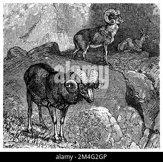 argali, Ovis ammon, (encyclopedia, 1893), Argali, Argali Stock Photo ...