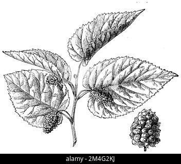 White Mulberry, branch with flowers and fruit, Morus alba,  (botany book, ca. 1900), Weiße Maulbeere, Zweig mit Blüten und Frucht, mûrier blanc, branch with flowers and fruit Stock Photo