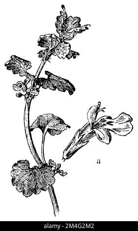 ground-ivy, a flower, Glechoma hederacea,  (botany book, 1910), Gundermann, a Blüte, lierre terrestre, a fleur Stock Photo